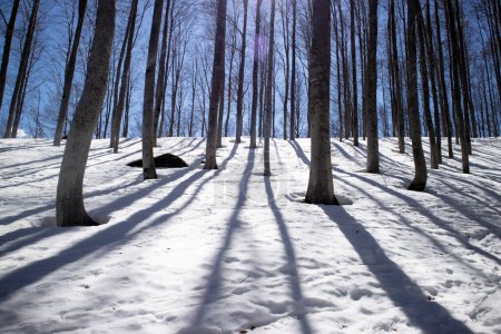 Foto de Documentación fotográfica del manto blanco de nieve bajo un bosque tomado contra la luz - Imagen libre de derechos