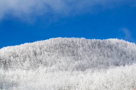 Foto de Documentación fotográfica de un bosque en los Apeninos Toscanos cubierto de nieve - Imagen libre de derechos