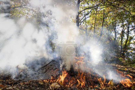 Photo for Photographic documentation of a forest fire in the autumn season - Royalty Free Image