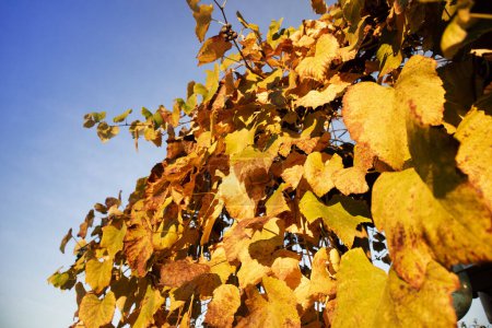 Téléchargez les photos : Documentation photographique de la couleur des feuilles de la vigne en automne - en image libre de droit