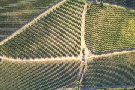 Foto de Documentación fotográfica aérea de un viñedo en la zona toscana de Italia - Imagen libre de derechos