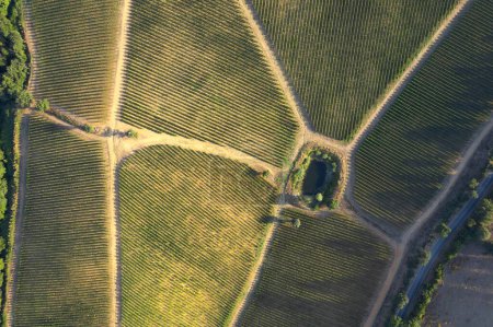 Téléchargez les photos : Documentation photographique aérienne d'un vignoble en Toscane - en image libre de droit