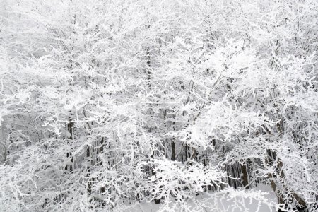 Téléchargez les photos : Documentation photographique aérienne d'une forêt enneigée par une journée sans soleil - en image libre de droit