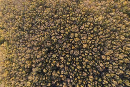 Téléchargez les photos : Documentation photographique aérienne des couleurs d'une forêt en automne - en image libre de droit