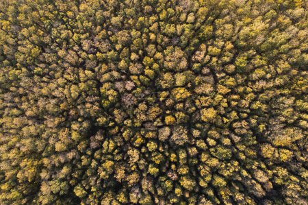 Photo for Aerial photographic documentation of the colors of a forest in autumn - Royalty Free Image