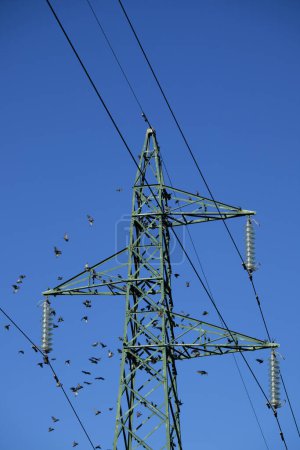 Foto de Documentación fotográfica de una bandada de aves en un pilón eléctrico - Imagen libre de derechos
