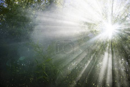 Photo for Stellar effect of light filtering through smoke in a reed thicket - Royalty Free Image