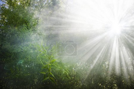 Photo for Stellar effect of light filtering through smoke in a reed thicket - Royalty Free Image