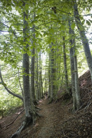 Foto de Documentación fotográfica de un tramo de camino que cruza el bosque en primavera - Imagen libre de derechos