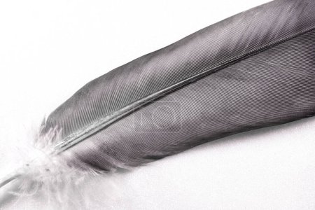 Photo for Fragment of a bird feather, close-up. Black with tint and white. - Royalty Free Image
