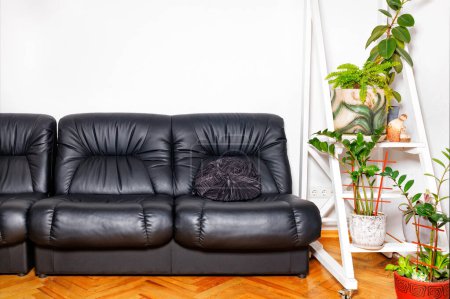 Téléchargez les photos : Black leather armchairs in the interior of the rest room of an office space with green flowers against a snow-white wall. Copy space. - en image libre de droit