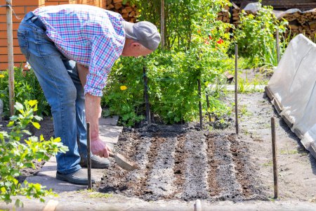 Foto de Un jardinero masculino aplica fertilizante a las camas en el patio en una parcela personal en un día de primavera. Concepto de jardinería. - Imagen libre de derechos