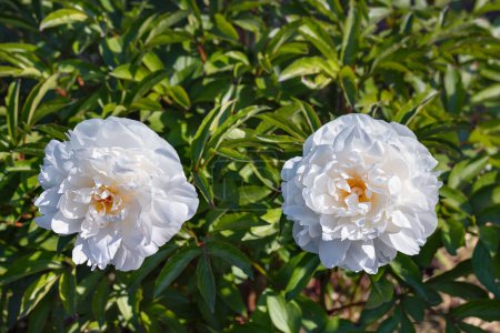Foto de Dos grandes peonías blancas florecientes a la luz del sol contra un desenfoque de follaje verde. Foto de alta calidad. Copiar espacio. - Imagen libre de derechos