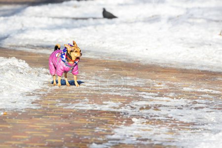 A small decorative dog dressed in a pink snowsuit walks along a paved sidewalk on a sunny day. Copy space.