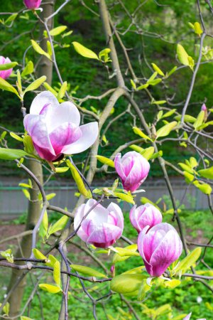 Large lush graceful blooming magnolias in the garden in early spring. Vertical image.