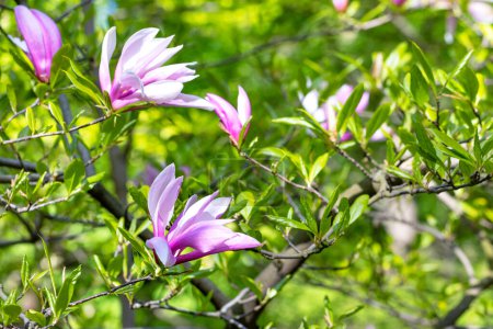 Kwitnące gałęzie magnolii na rozmytym zielonym tle wiosennego ogrodu.
