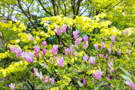 Hermosas y delicadas flores de magnolia rosa en el jardín a principios de primavera.