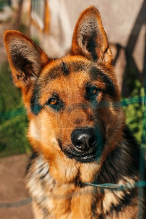 Téléchargez les photos : Vue rapprochée d'un chien derrière un filet. Beau berger allemand - en image libre de droit