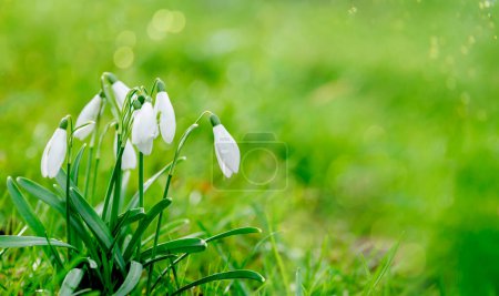 white snowdrops on green grass on a spring  sunny day. Space for text. High-quality photo