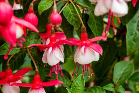 Closeup of pink and white fuchsia flowers in the green bush