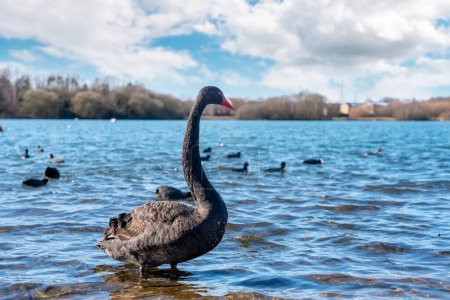 Téléchargez les photos : Cygne noir sur le lac dans la belle journée - en image libre de droit