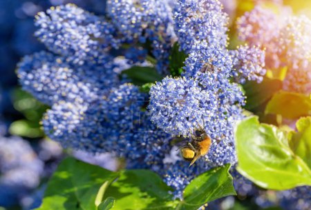 Photo for A Bumblebee harvesting pollen on a blue Ceanothus on sunny summer day - Royalty Free Image