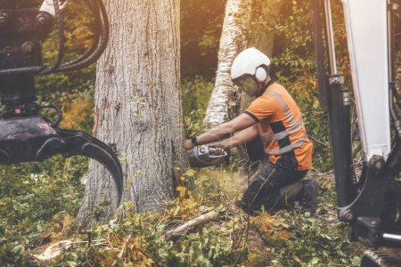 Téléchargez les photos : Un arboriste portant des équipements de sécurité et des vêtements coupant un vieil arbre malade avec une tronçonneuse - en image libre de droit