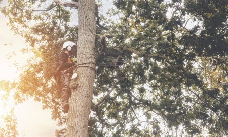 Téléchargez les photos : Arboriste grimpant sur l'arbre et coupant des branches avec une petite tronçonneuse à essence - en image libre de droit