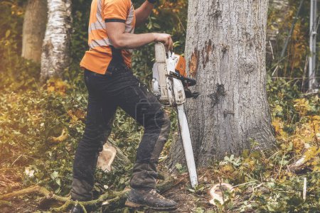 Téléchargez les photos : Un arboriste portant des équipements de sécurité et des vêtements coupant un vieil arbre malade avec une tronçonneuse - en image libre de droit