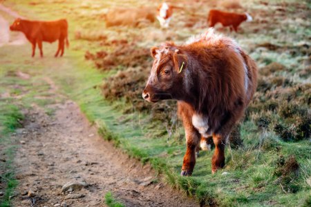 Freerange-Kuh auf einer Weide auf der grünen Wiese im Nationalpark Peak District in England