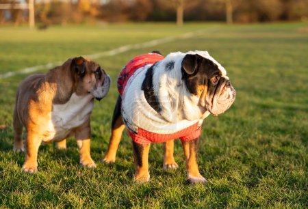 Téléchargez les photos : Black tri-color and red anglais British Bulldogs Chiens sortis pour une promenade en regardant vers le haut assis dans l'herbe en forêt le jour ensoleillé d'automne au coucher du soleil - en image libre de droit