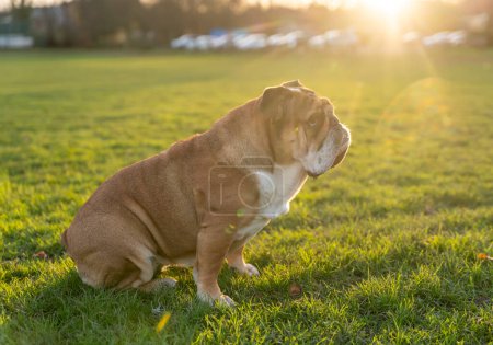 Téléchargez les photos : Funny beautiful classic Red English British Bulldog Chien dehors pour une promenade en regardant vers le haut assis dans l'herbe dans la forêt le jour ensoleillé au coucher du soleil - en image libre de droit