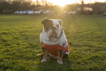 Téléchargez les photos : Noir tri-couleur drôle triste Anglais British Bulldog Chien dehors pour une promenade en regardant vers le haut assis dans l'herbe dans la forêt sur Automne jour ensoleillé au coucher du soleil - en image libre de droit