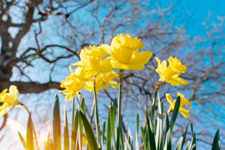 Erstaunliche gelbe Narzissen blühen an einem sonnigen Frühlingstag.