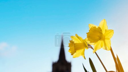 Sorprendentes flores de narcisos amarillos en el soleado día de primavera.