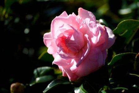 Téléchargez les photos : Macro image montrant une belle fleur de camélia rose vif à la zone du jardin. - en image libre de droit