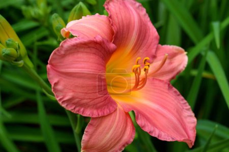 Photo for Macro image showing a beautiful day lily at garden area/ - Royalty Free Image