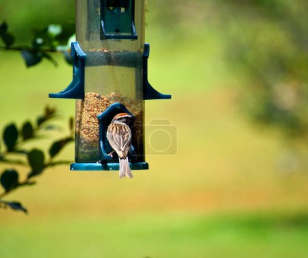 Photo for Small Red Headed House Finch at bird feeder. - Royalty Free Image
