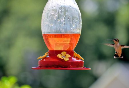 Photo for Cute little hummingbird flying at nectar feeder. - Royalty Free Image