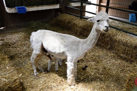 Foto de Cute Alpaca alimentando a su bebé en la granja Georgia, EE.UU.. - Imagen libre de derechos