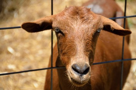 Téléchargez les photos : Chèvre regardant à travers la clôture à la ferme Géorgie, États-Unis. - en image libre de droit