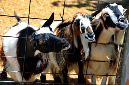 Téléchargez les photos : Chèvres drôles à la ferme à la recherche de nourriture à travers une clôture. - en image libre de droit