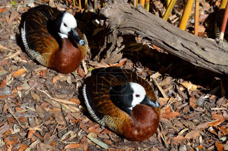 White Face Whistling Duck background