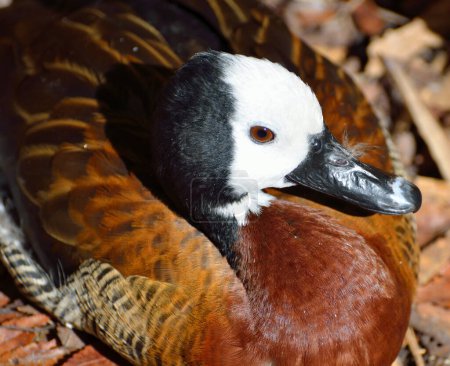 White face whistling duck in the wild 