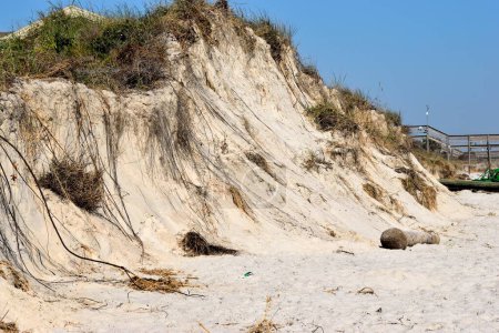 Beach erosion at the ocean beach caused by a hurricane St. Augustine, Florida
