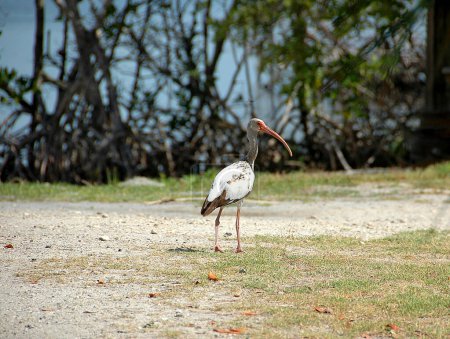 Tropischer Ibisvogel in freier Wildbahn in Florida, USA.