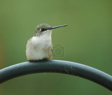 Photo for Tiny hummingbird perched on a feeder holder. - Royalty Free Image