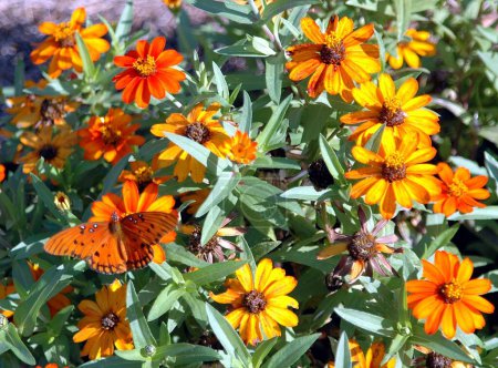Gulf Fritillary butterfly embedded in vibrant daisy flowers at garden.