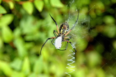 Large garden spider background