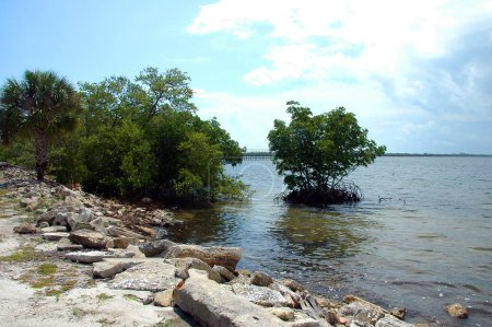 Téléchargez les photos : Lagune de rivière indienne Floride, États-Unis - en image libre de droit